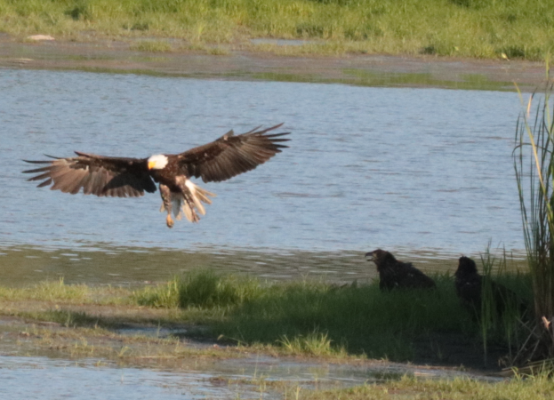 Ein weißköpfiger Adler, der über einen Gewässerflugplatz schwebt, mit zwei Vögeln, die auf dem grasbewachsenen Ufer darunter sitzen.