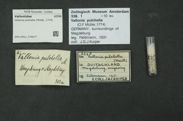 Schwarze Oberfläche mit einem kleinen Glasfläschchen, das weiße Pillen enthält, neben einem Papier, das "Vallonia Pulchella, F.F. Müller, Deutschland, Umgebung von Magdeburg, 1931" beschriftet ist.
