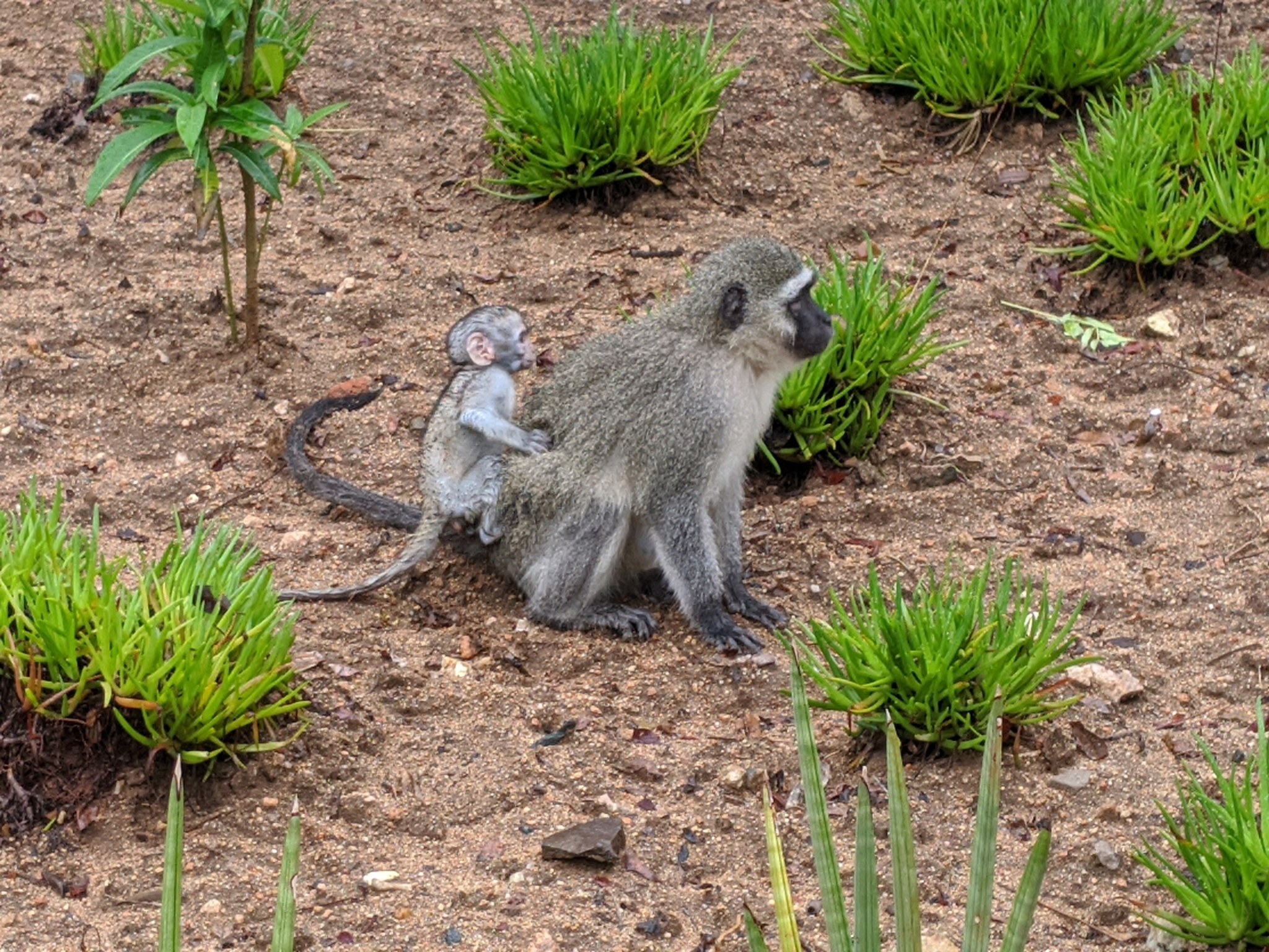 Ein Grüne Meerkatze und ihr Junges sitzen auf dem Boden umgeben von Pflanzen, wobei die Mutter das Baby nah an ihre Brust hält und beide neugierige Ausdrücke zeigen.