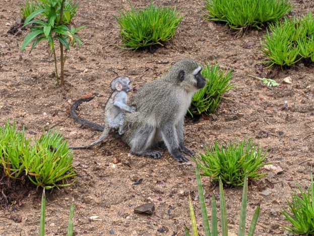 Ein Grüne Meerkatze und ihr Junges sitzen auf dem Boden umgeben von Pflanzen, wobei die Mutter das Baby nah an ihre Brust hält und beide neugierige Ausdrücke zeigen.