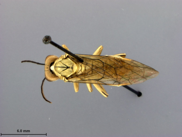 Nahaufnahme eines Pferdeticks, einer Art von Spinnentier, auf einer grauen Oberfläche mit Text unten.