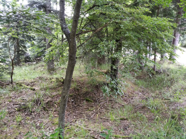 Ein bewaldetes Gebiet mit Bäumen, Büschen und Gras, mit einer Straße auf der rechten Seite und einem klaren Himmel im Hintergrund.