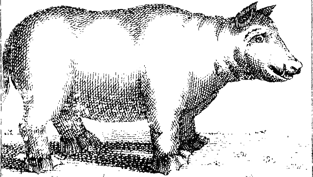 Eine detaillierte Schwarz-Weiß-Zeichnung einer Kuh mit großen, aufmerksamen Augen und aufgestellten Ohren auf einem weißen Hintergrund.