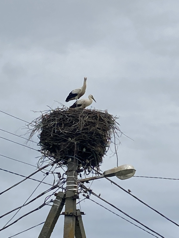 Zwei Weißstörche auf einem Nest auf einem Strommast sitzend, beleuchtet von einer Straßenlaterne, mit sichtbaren Drähten und Himmel im Hintergrund.