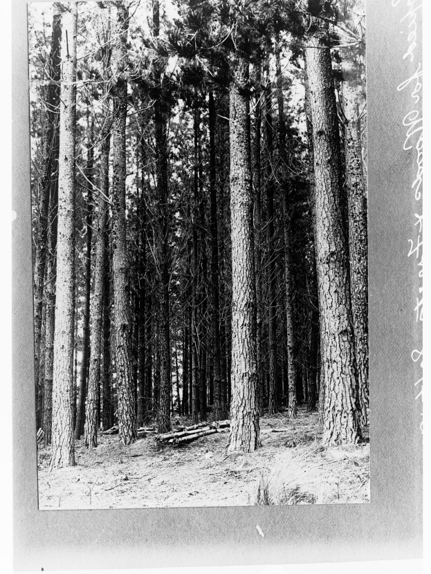 Schwarz-weißes Foto eines dichten Waldes aus hohen Tannen mit sichtbarem Boden und Text auf der rechten Seite.
