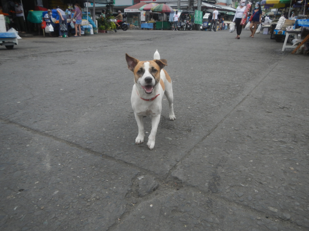 Ein Hund läuft eine Straße vor einem Markt entlang, umgeben von Menschen mit Taschen, Fahrzeugen, Ständen, Schirmen und anderen Gegenständen im Hintergrund unter einem klaren blauen Himmel.