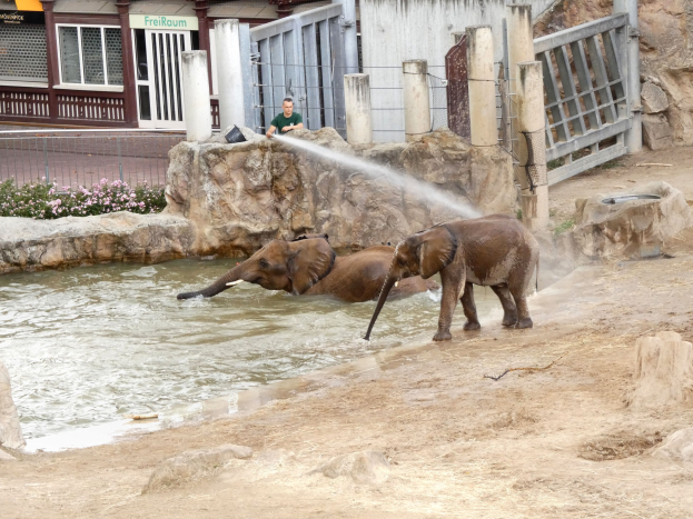 Zwei Elefanten im Wasser eines Zoos spielend, mit einer Person, die sie besprüht, umgeben von Felsen, blühenden Pflanzen, einem Zaun, einem Gebäude mit Fenstern, einem Schild und einem Dach mit Deckenleuchten.