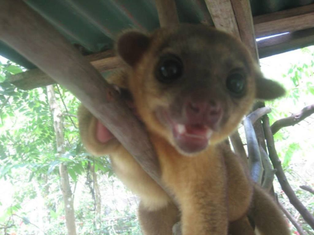 Ein kleines Tier steht in der Mitte einer natürlichen Umgebung mit Bäumen im Hintergrund und einem Unterschlupf darüber.