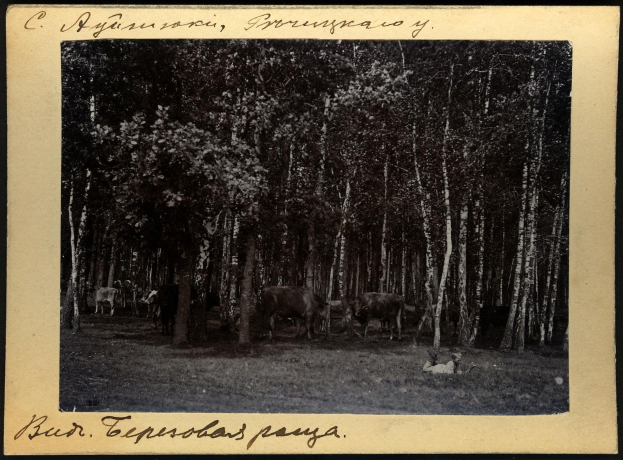 Schwarzes und weißes Foto einer Herde von Kühen, die zwischen Bäumen grasen, mit Text unten.